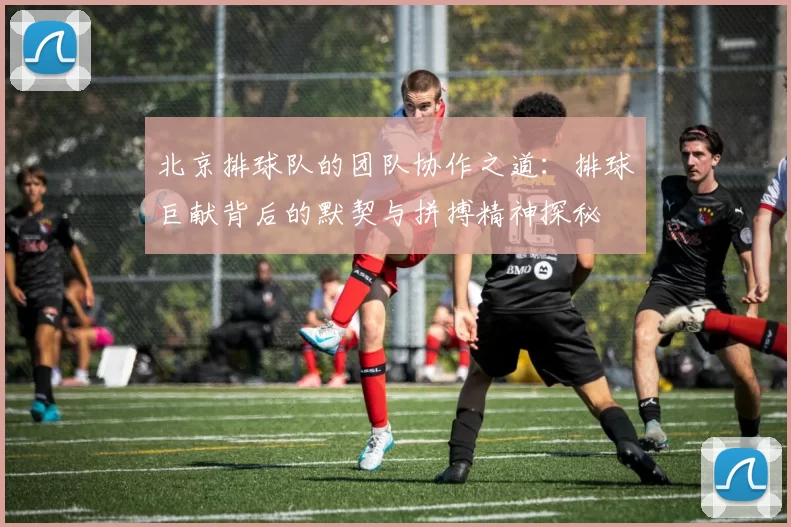 北京排球队的团队协作之道：排球巨献背后的默契与拼搏精神探秘